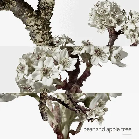 Image 1, wild grasses pear and apple pear and apple tree Image 2, pear and apple tree Image 3, pear and apple Image 4, wild grasses