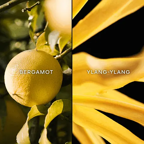 Bergamot, Ylang-Ylang. A Guerlain legendary bottle. Guerlain Legendaires.